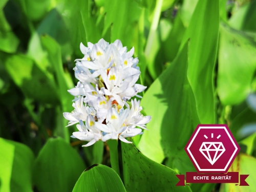 Preview: Hechtkraut weiß - Pontederia cordata Alba